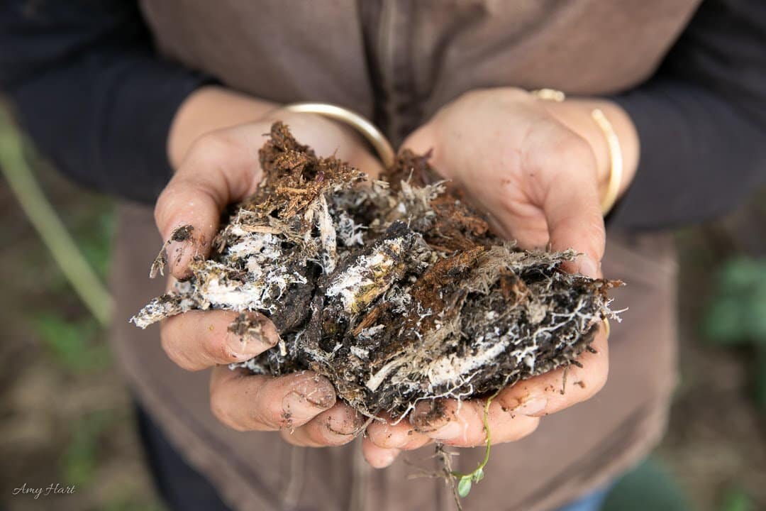 The Mushroom Farm is a Zynik investment focused on sustainable agricultre