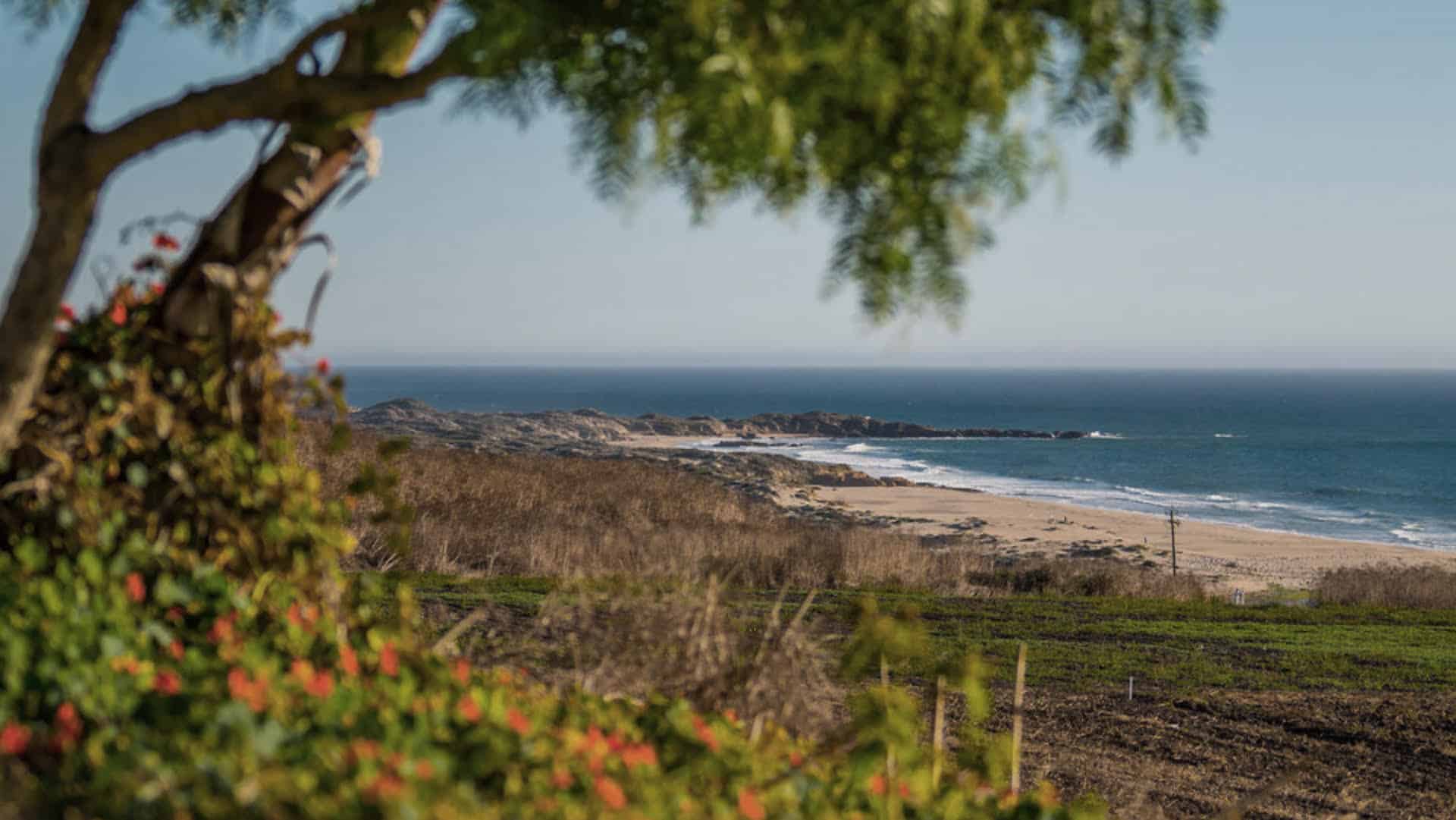 Zynik is a global investment company that invests in innovations for the future, like sustainable agriculture being explored at The Mushroom Farm in California